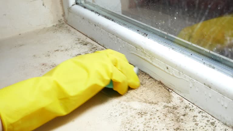 Mold Removal